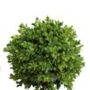 ΤΟΥΦΑ ΠΡΑΣΙΝΑΔΑ BUXUS LARGE