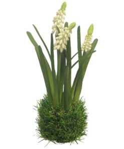 ΜΟΥΣΚΑΡΙ ΛΕΥΚΟ ΣΕ ΒΑΣΗ ΓΡΑΣΙΔΙ