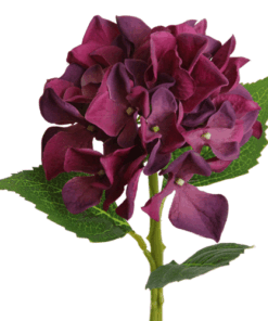 ΧΑΜΗΛΗ ΟΡΤΑΝΣΙΑ ΦΟΥΞΙΑ