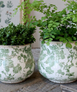 ΚΑΣΠΩ ΚΡΑΚΕΛΕ ΜΕ ΠΡΑΣΙΝΑ ΦΥΛΛΑΡΑΚΙΑ - SMALL