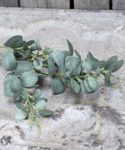 ΚΛΑΔΙ ΠΡΑΣΙΝΟΣ ΕΥΚΑΛΥΠΤΟΣ